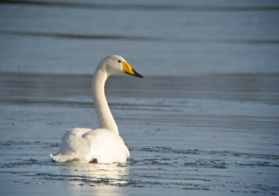 Whooper Swan  (Sngsvan)
