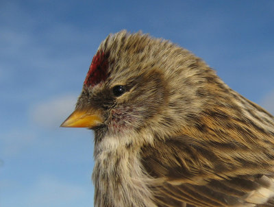 Redpoll (Grsiska)