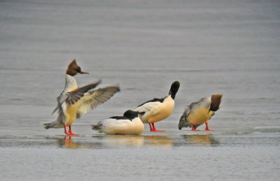 Goosander  (Storskrake)