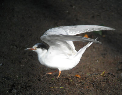Common Tern (Fisktrna)