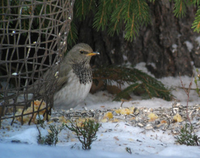 Black-throated Thrush (Svarthalsad trast)