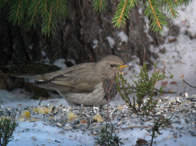  Black-throated Thrush (Svarthalsad trast)