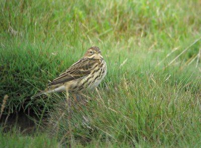 Red-throated pipit (Rdstrupig piplrka)