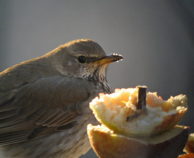  Black-throated Thrush (Svarthalsad trast)