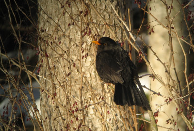 Blackbird  (Koltrast)