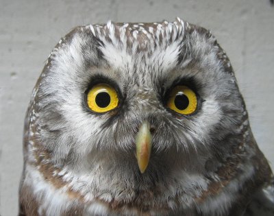 Tengmalm`s Owl (Prluggla)