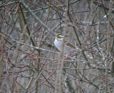 Yellow-browed Bunting (Gulbrynad sparv) Emberiza chrysophrys