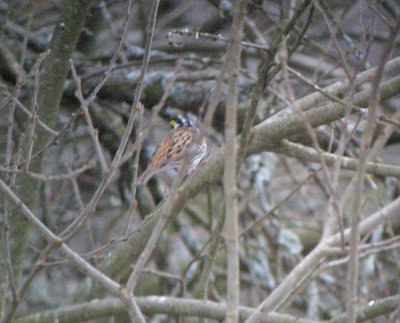 Yellow-browed Bunting (Gulbrynad sparv) Emberiza chrysophrys