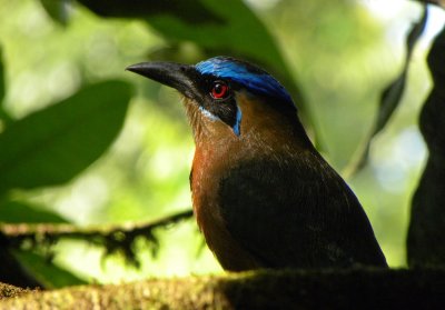 Blue-crowned Motmot