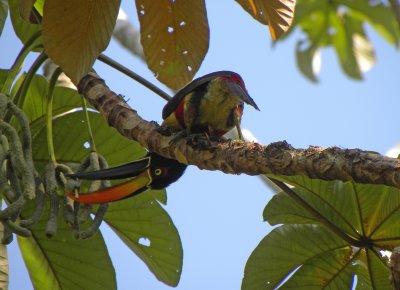 Fiery-billed Aracari