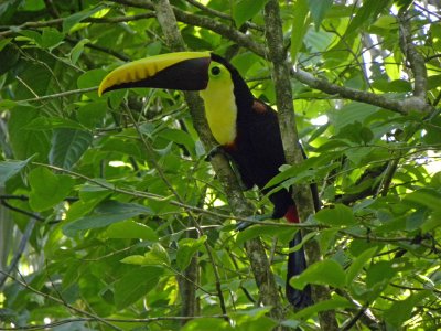 Chestnut-mandibled Tucan