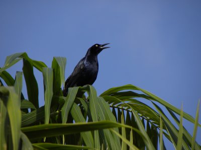 Long-tailed Grackle