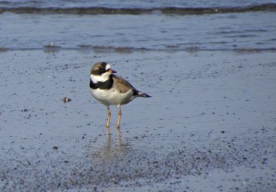 Semipalmated Plover