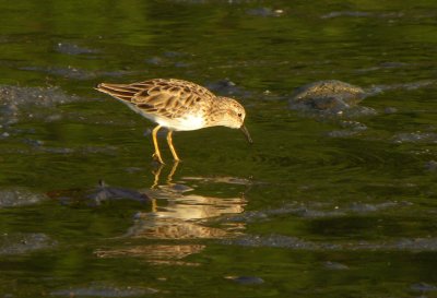 Least Sandpiper