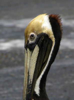 Brown Pelican