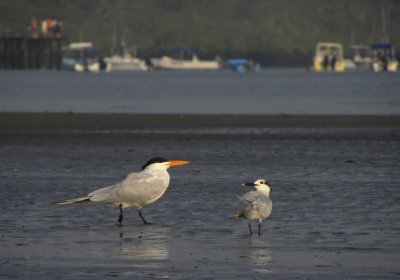 Royal Tern and Sandwich Tern
