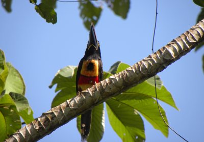 Fiery-billed Aracari