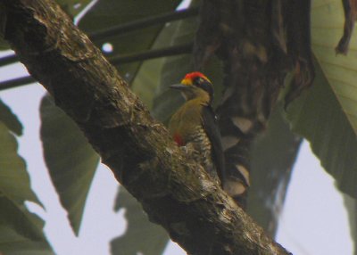 Golden-naped Woodpecker