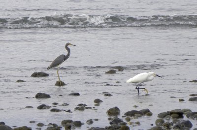 Tricolared Heron and Snowy Egret
