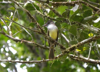 Dusky-capped Flycatcher