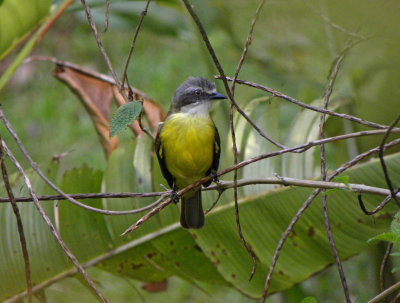 Grey-capped Flycatcher