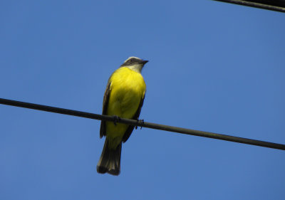 Social Flycatcher