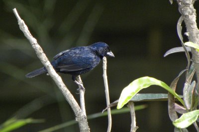 Blue-black Grassquit