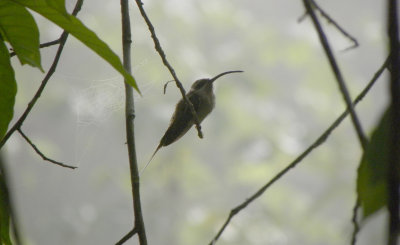 Long-billed Hermit