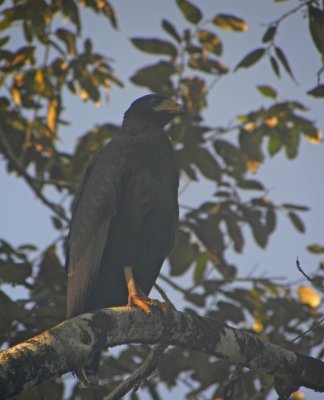 Mangrove Black-Hawk