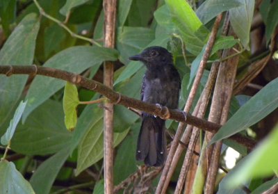 Black-hooded Antshrike