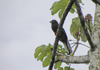 Baird`s Trogon