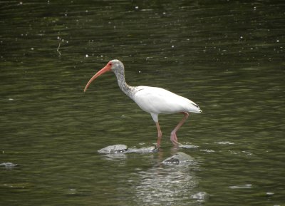 White Ibis