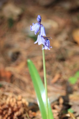 _MG_0577.JPG