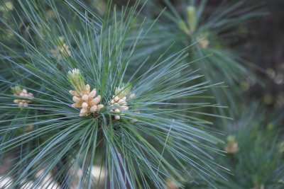 Pine flower