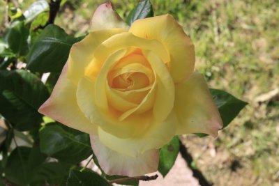 Last years rose