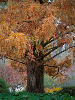 IMG_0124rm-1ps.jpg