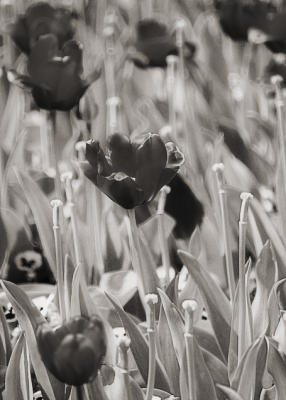 PICT1611psbgirbw.jpg