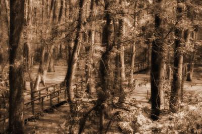 PICT1928ps-sp-scc-bw.jpg