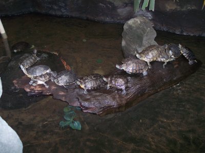 Veracruz turtles