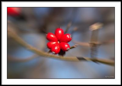 Dogwood Berries