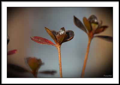 Winter Azalea