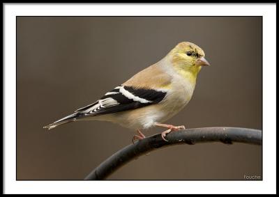 Goldfinch