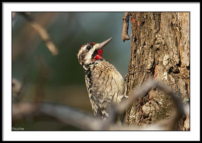 Yellow Bellied Sapsucker