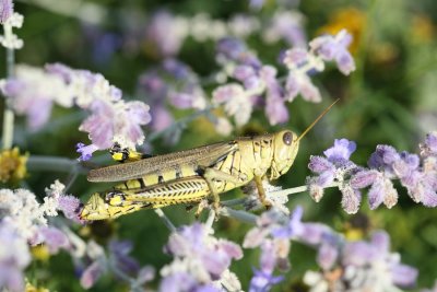 Grasshopper.jpg