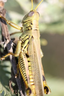 Grasshopper1.jpg