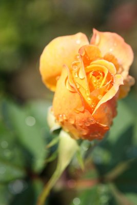 macro