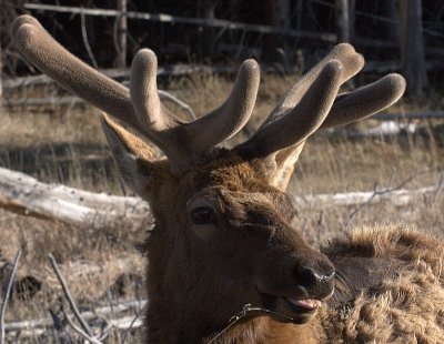 yellowstone_wildlife