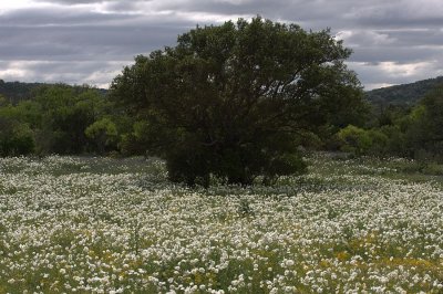texas_wildflowers