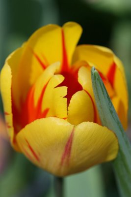 Tulip_festival_2008