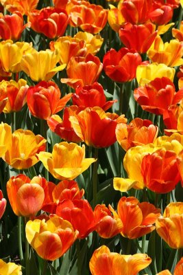 Tulip_festival_2008